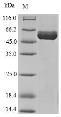 Zebrafish hykk protein