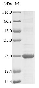 Bacteria ruvC protein