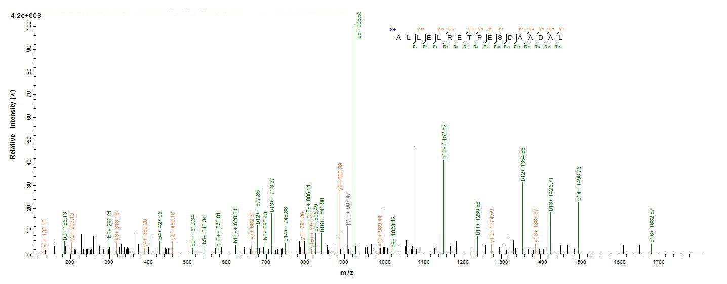 Bacteria ruvC protein