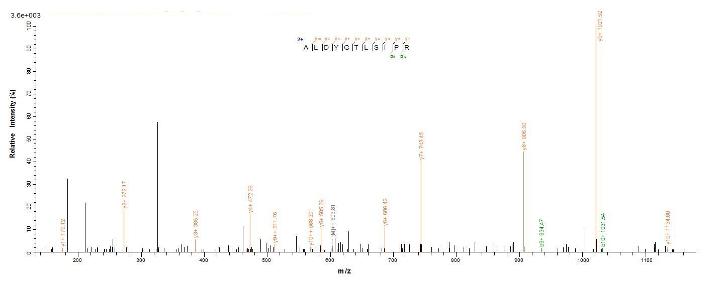 Bacteria ruvC protein