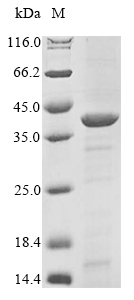Bacteria lpxC protein
