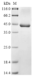 Bacteria fimA protein