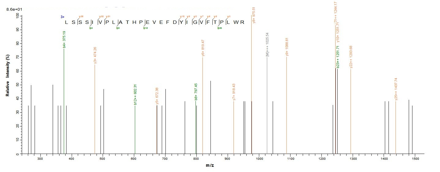 Bacteria uvsE protein