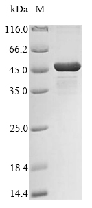 Bacteria lpxC protein