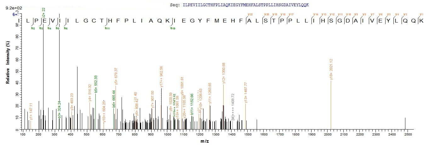 Bacteria murI protein