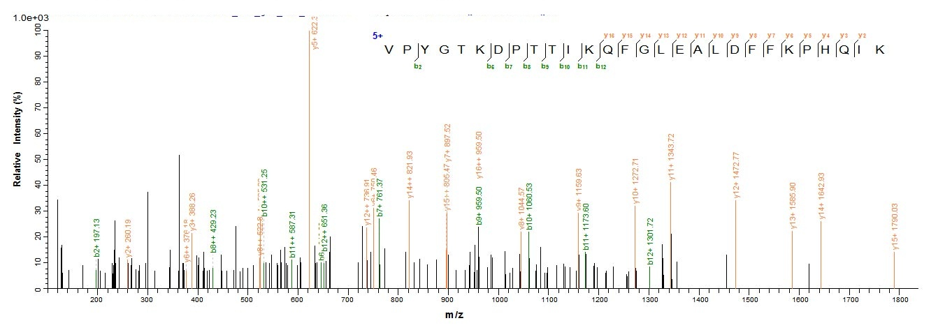 Bacteria murI protein