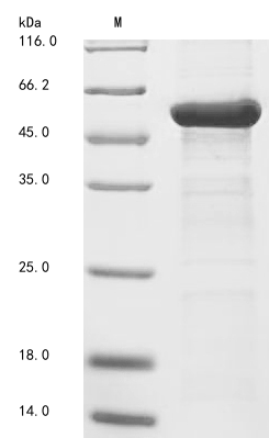 Plant BAM3 protein