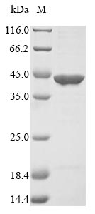 Bacteria fpaP protein