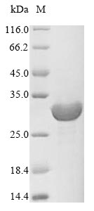 Bacteria fno protein