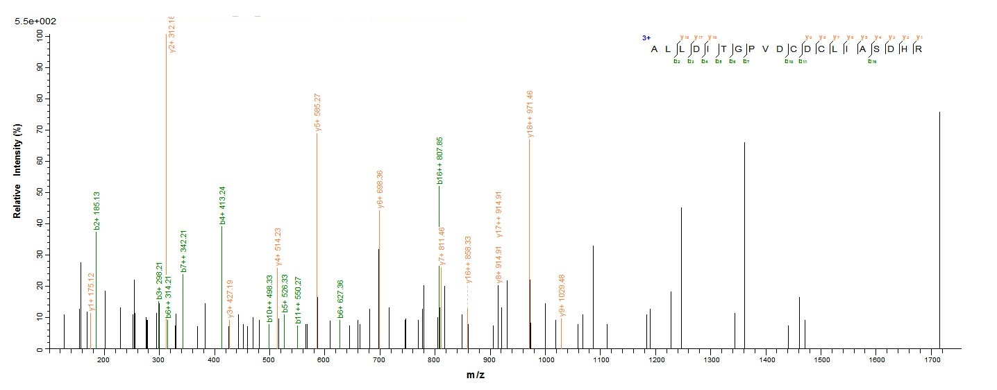 Bacteria fno protein