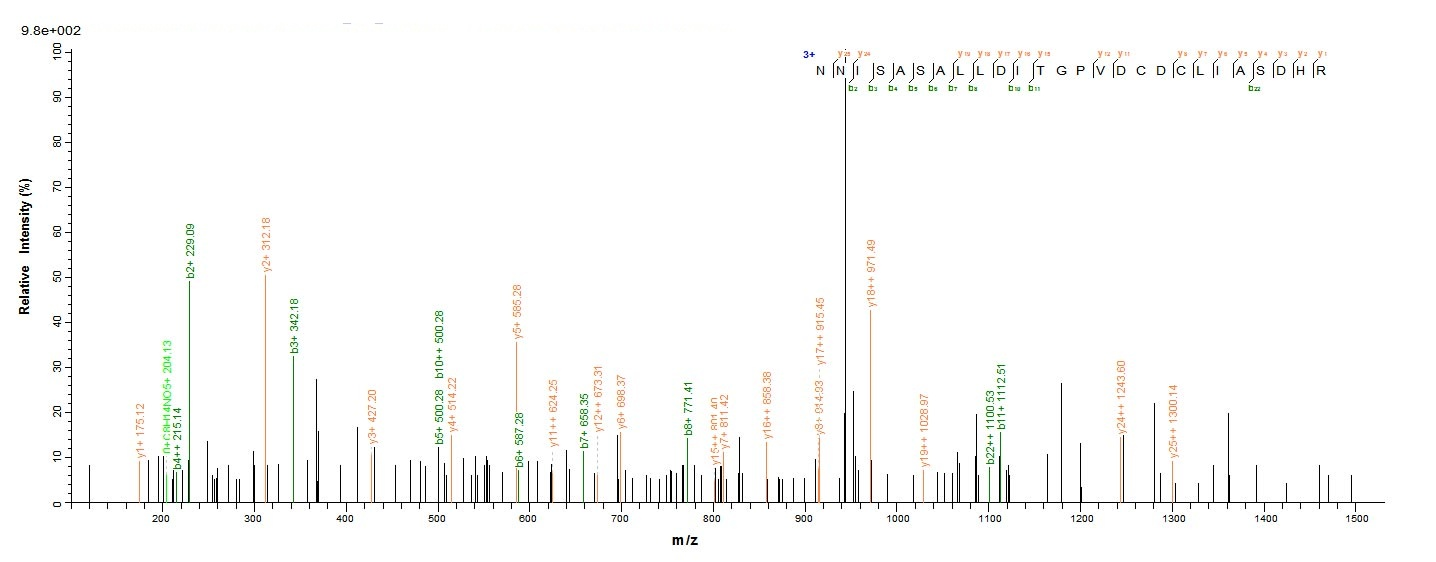 Bacteria fno protein
