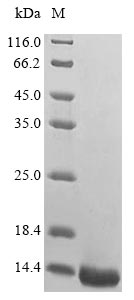 Mouse Dbil5 protein
