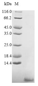 Bacteria sboA protein