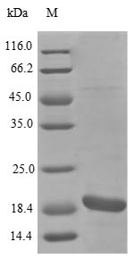 Bacteria sboA protein