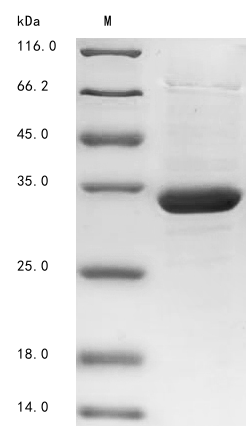 Virus VP24 protein