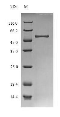 Fungi agn1 protein