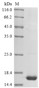 Mouse Scrg1 protein