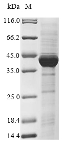 Mouse PRKAG1 protein