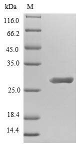 Bacteria cry1Fb protein