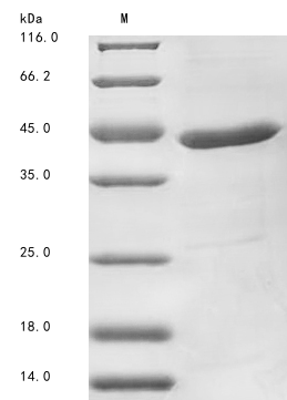 Bacteria btuF protein