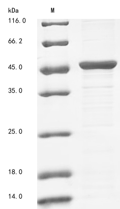 Bacteria btuD protein