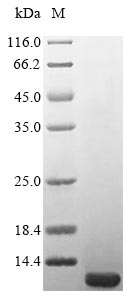 E. coli csrA protein