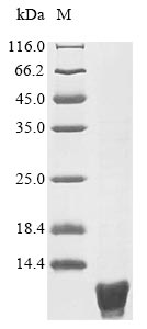 E. coli csrA protein