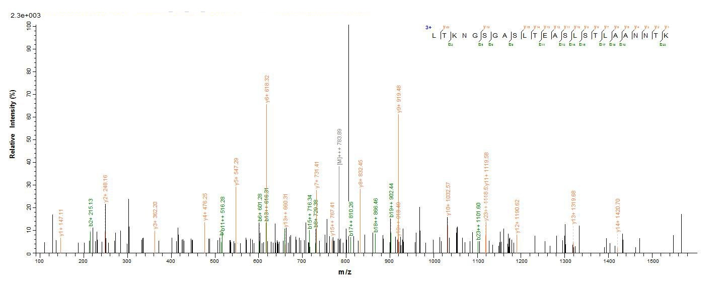 Bacteria fliC protein