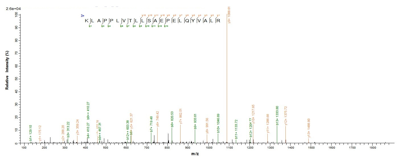 Human AP1B1 protein