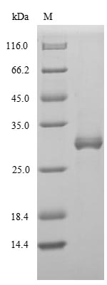 Virus Non-structural protein 1(NS) protein