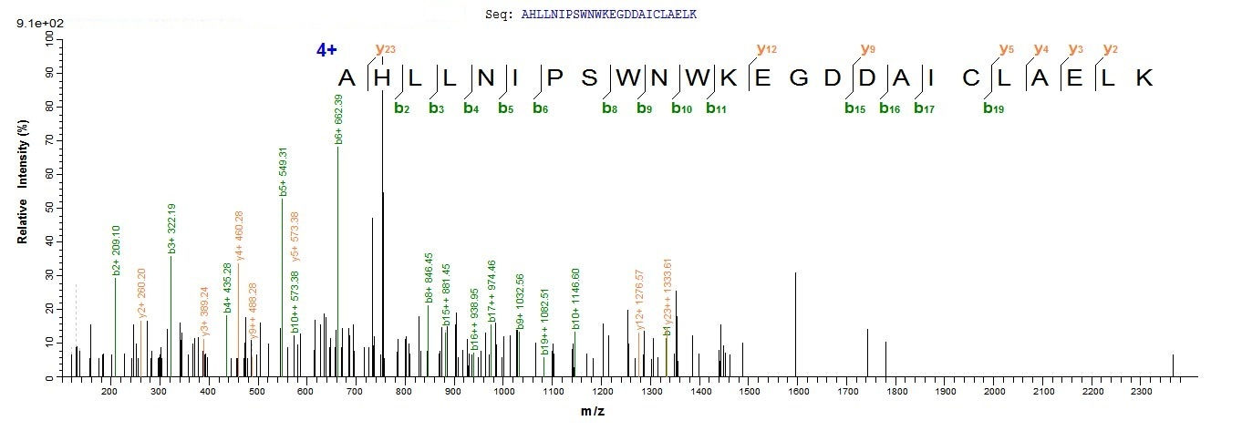 Human KCNMA1 protein
