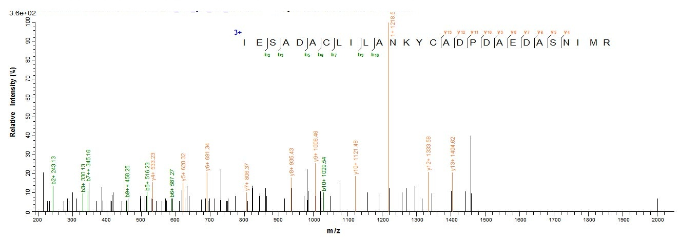 Human KCNMA1 protein