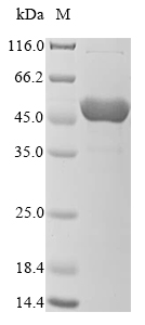 Fungi aro-2 protein