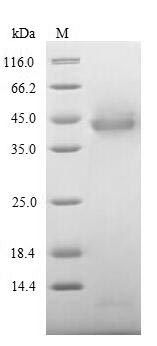 Human ITIH4 protein