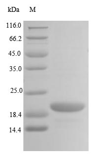 Human TRIP12 protein