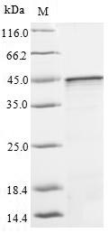 Human GNA13 protein