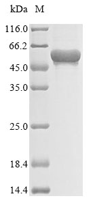 Human CHI3L2 protein