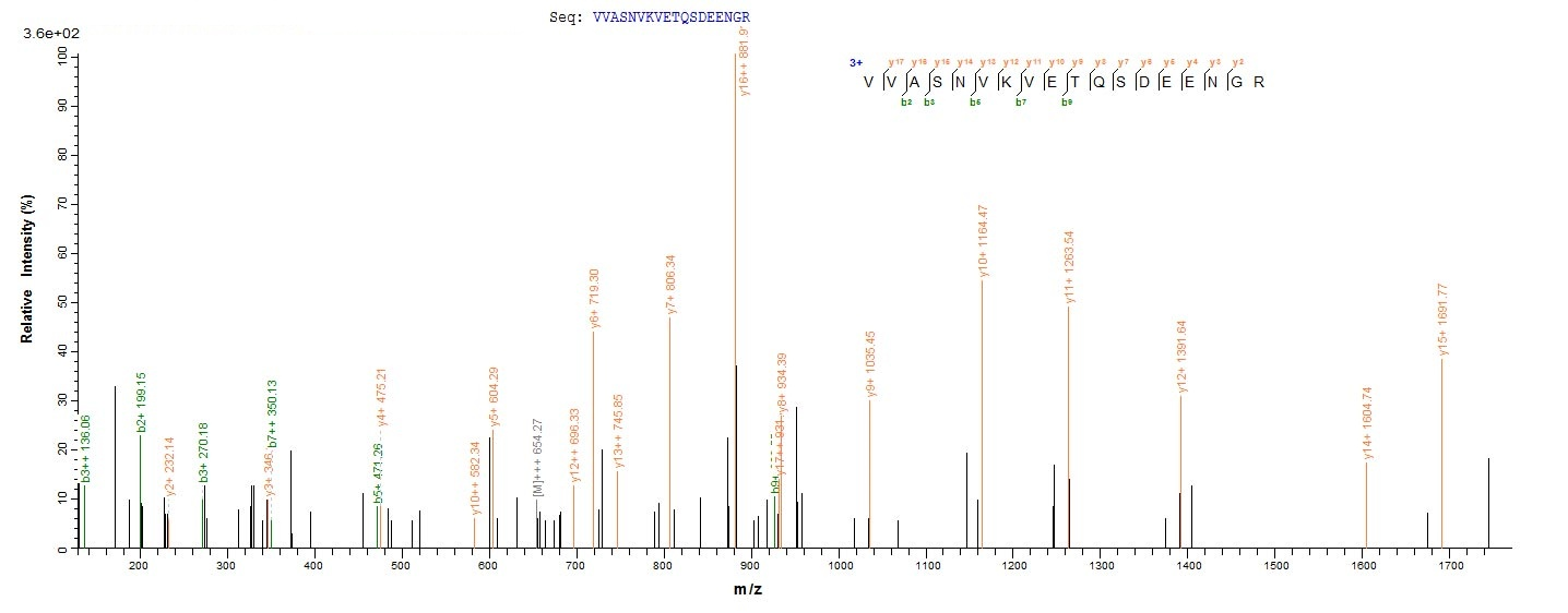 Human IKZF1 protein
