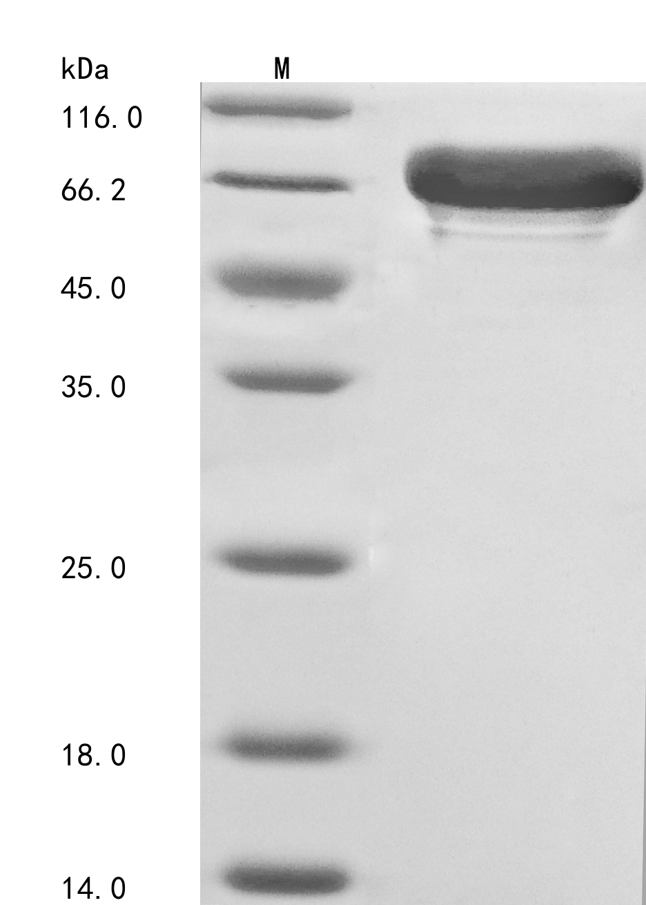 Human CRY1 protein