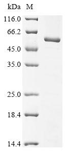 Human KYNU protein