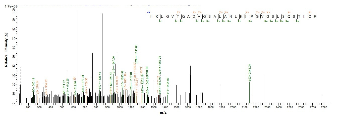 Human POU4F2 protein
