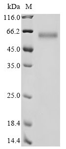Human DPYSL3 protein