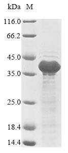 Virus LMP1 protein