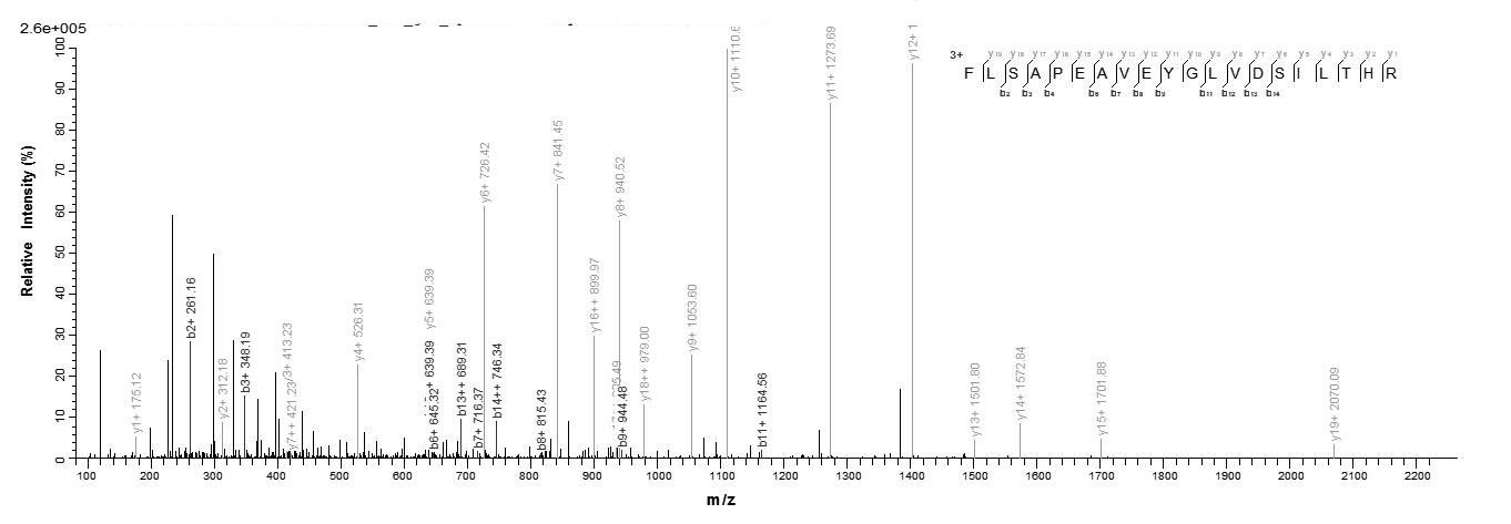 E. coli clpP protein