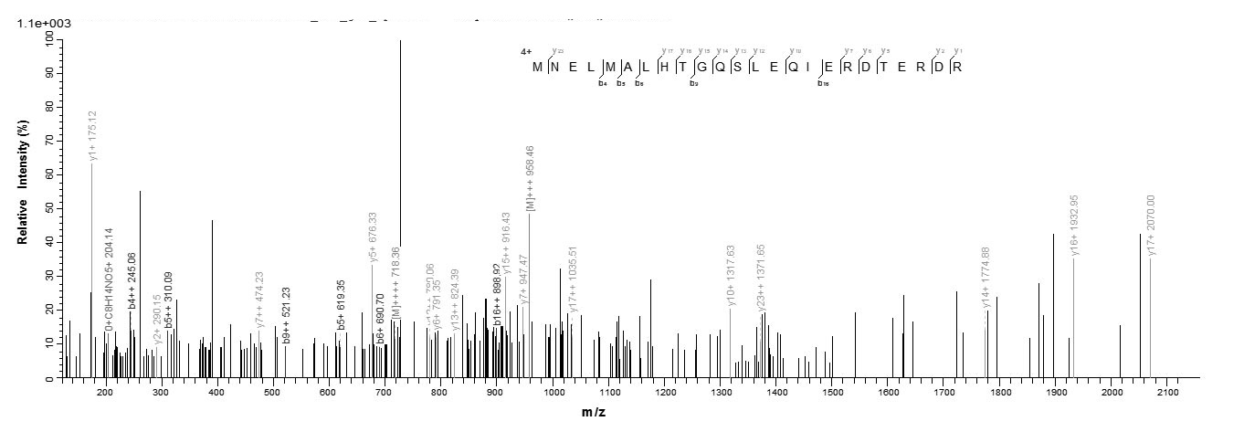 E. coli clpP protein