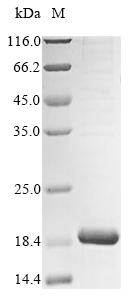 Bovine ATP5MG protein