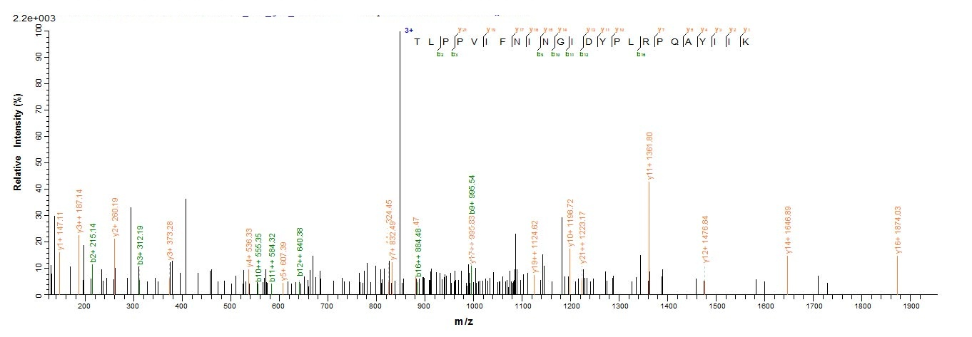 Bovine PAG2 protein
