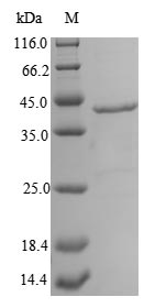 Animal Carcinoscorpius rotundicauda Limulus clotting factor C protein