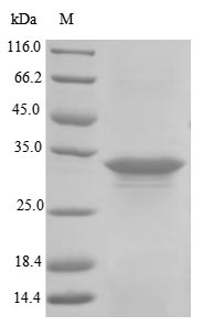 Bacteria hly protein