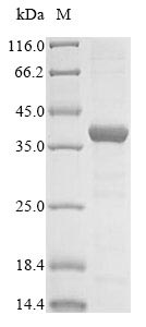 Bovine PRKRA protein